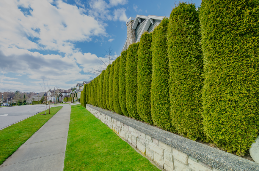 beautiful-shrub-pruning-tree-trimming-best-roseburg-glide-coosbay-douglascounty